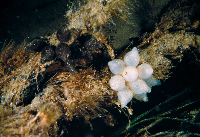 Uova di Sepia officinalis